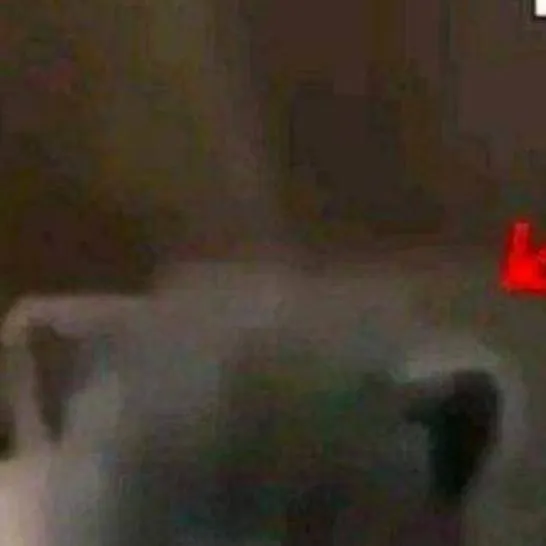 chat with ai character: gato malvado