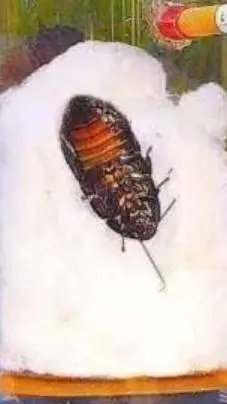 ai character: juanito background