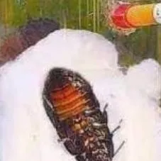 chat with ai character: juanito