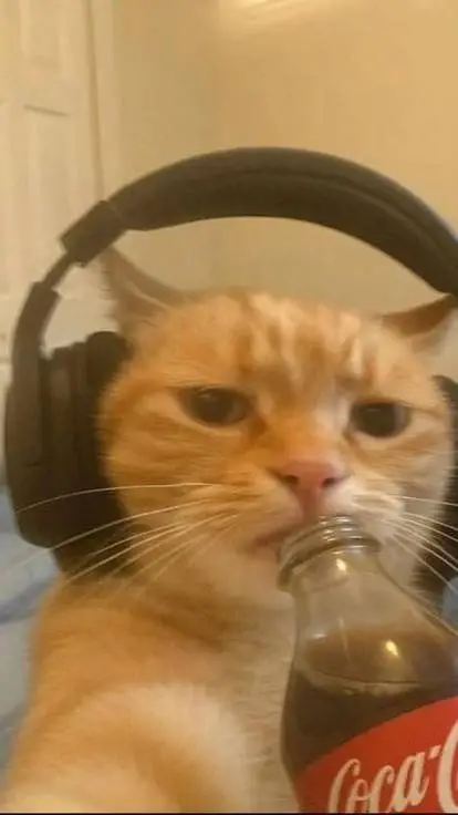 Talkie AI - Chat with le chat fénéant