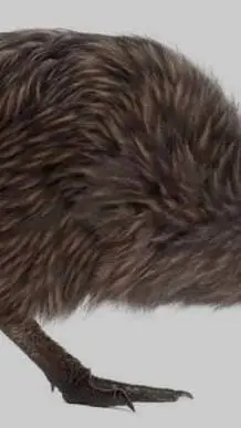 ai character: kiwi  background