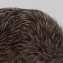 chat with ai character: kiwi 