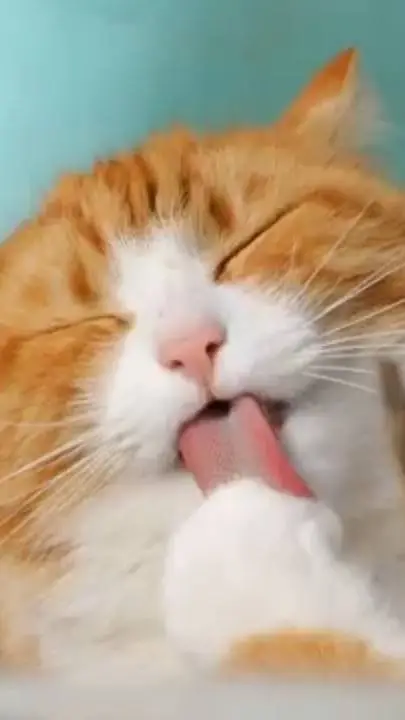 ai character: Blitz Forlorn background