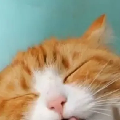 chat with ai character: Blitz Forlorn