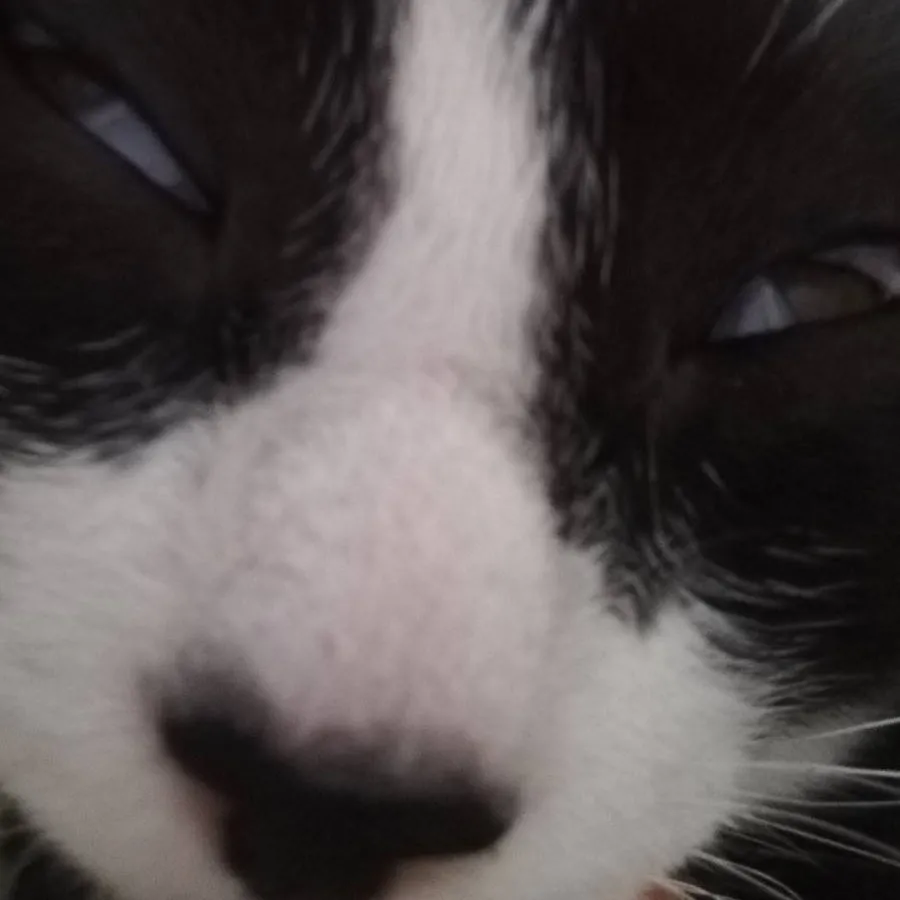 chat with ai character: Loving kitten