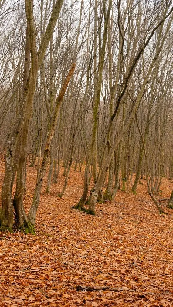 ai character: hoia Baciu  background