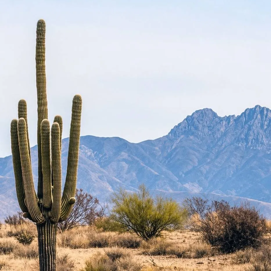 chat with ai character: desert