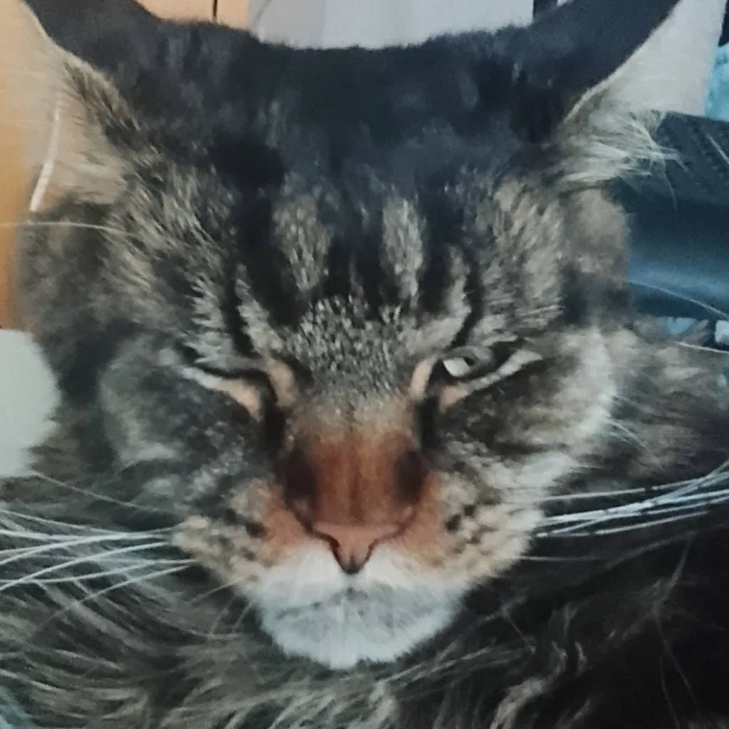 chat with ai character: Meleeniacs 