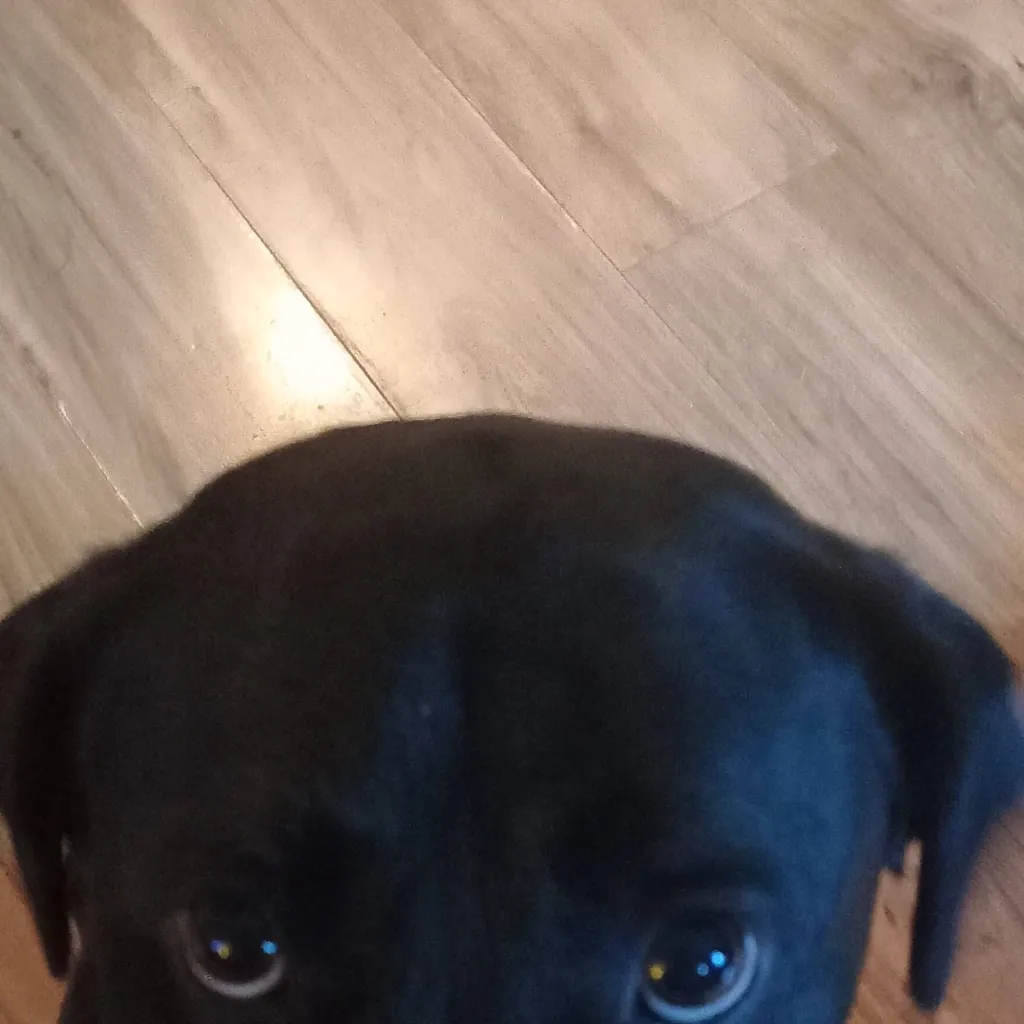 chat with ai character: <Deku>