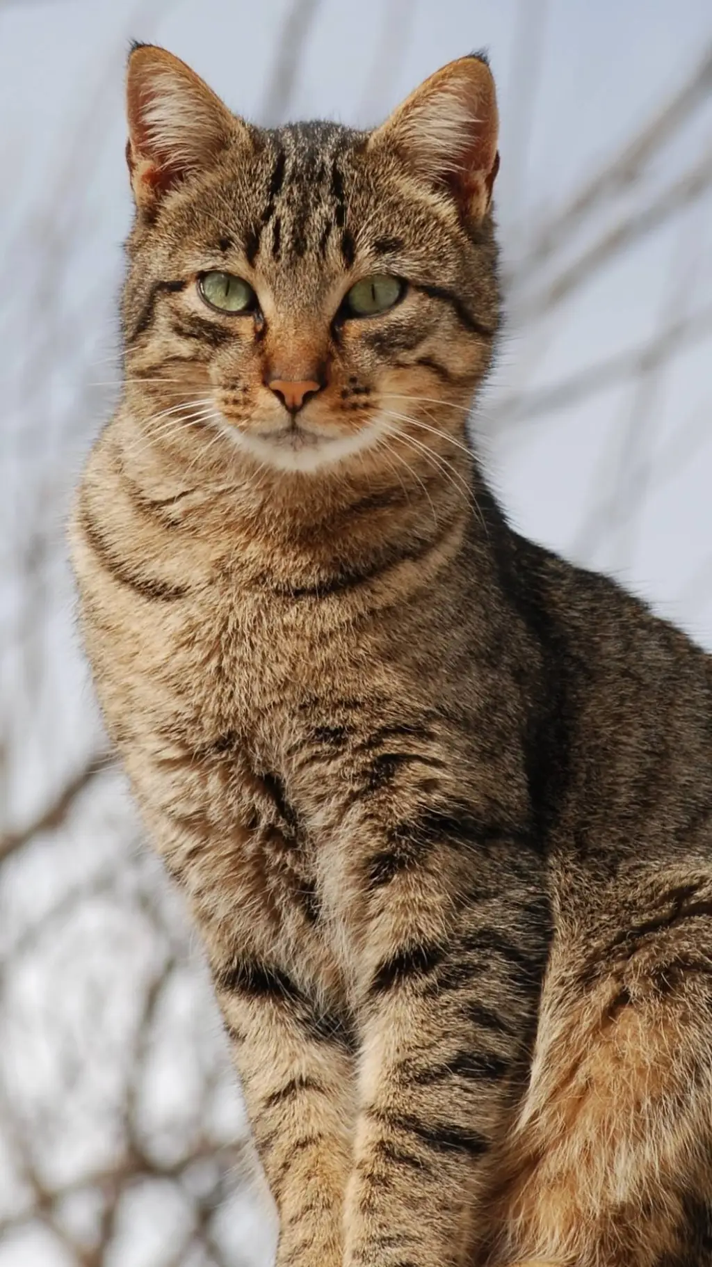 ai character: warriorsX pickme  background