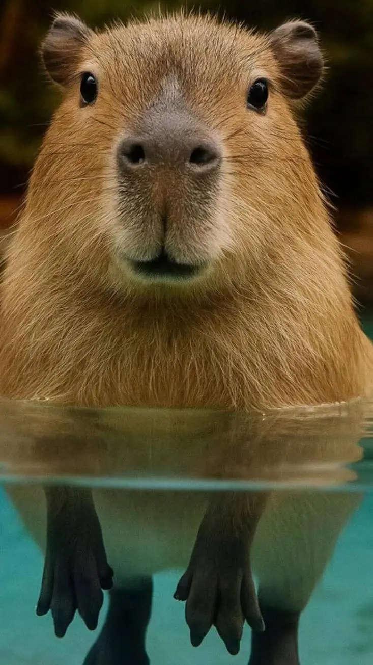 ai character: capybara  background