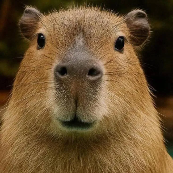 chat with ai character: capybara 