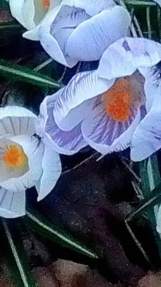 ai character: jack background