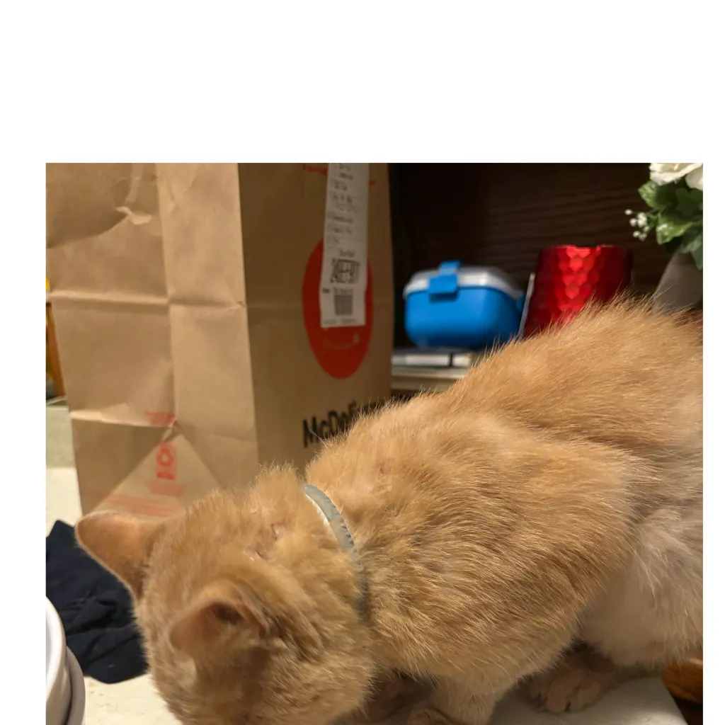 chat with ai character: Clownies life