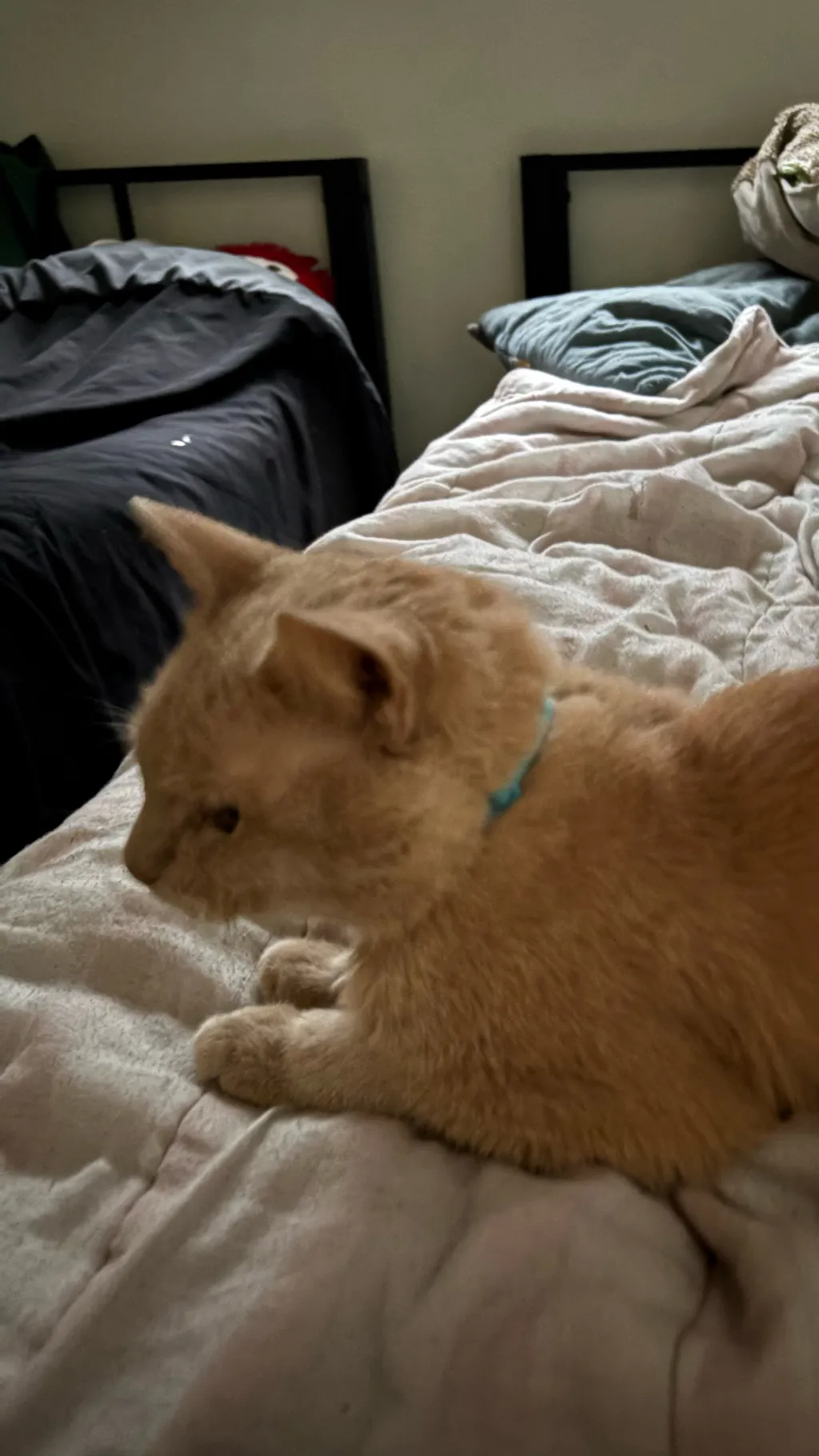 ai character: Ur a kitten background