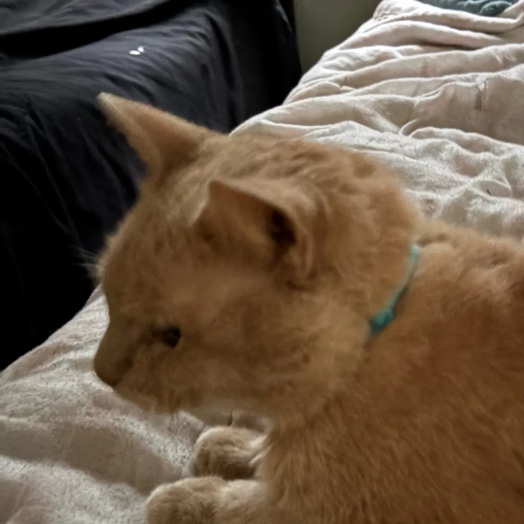 chat with ai character: Ur a kitten