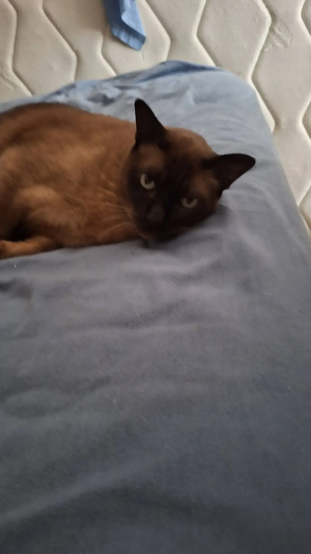 ai character: my cat Jd background