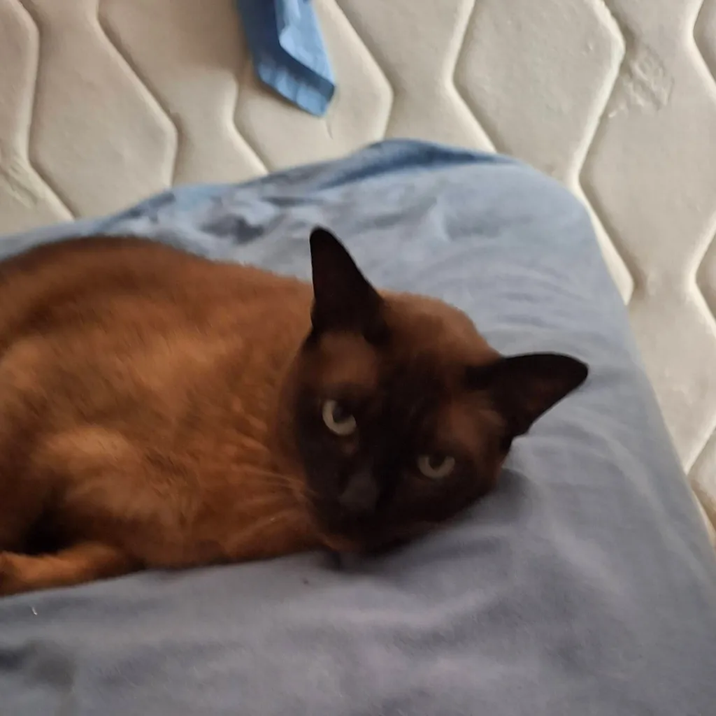 chat with ai character: my cat Jd