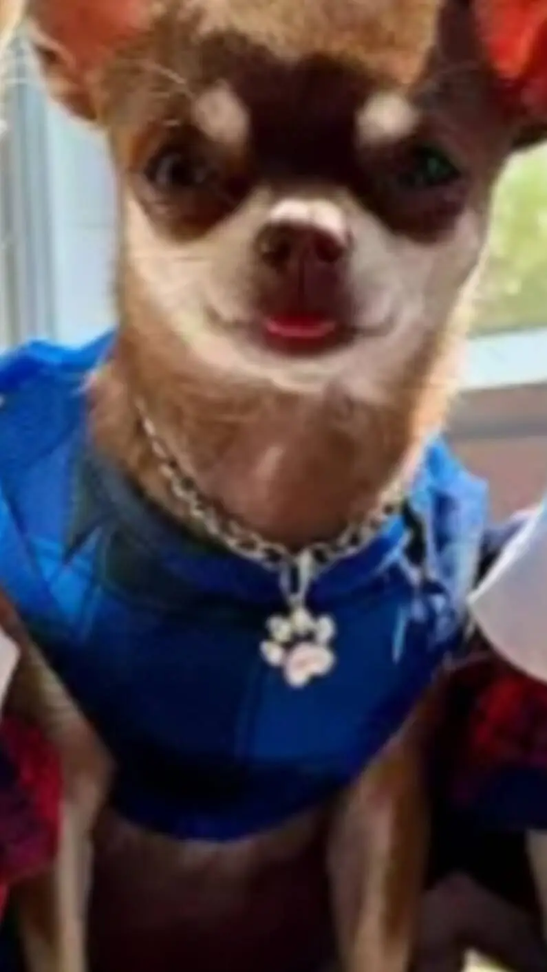 ai character: polenta background