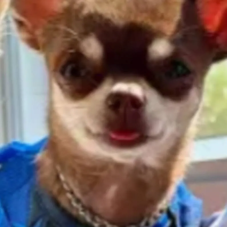 chat with ai character: polenta