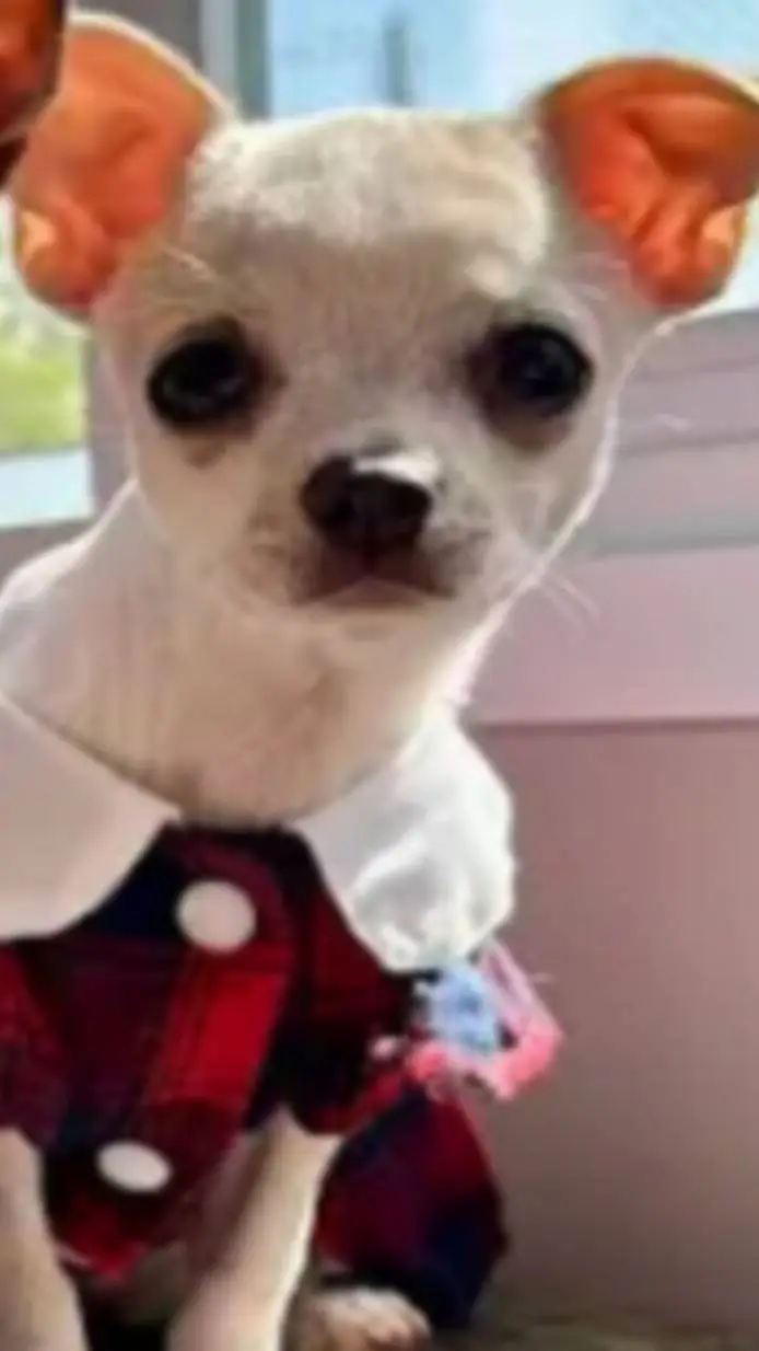 Talkie AI - Chat with neve