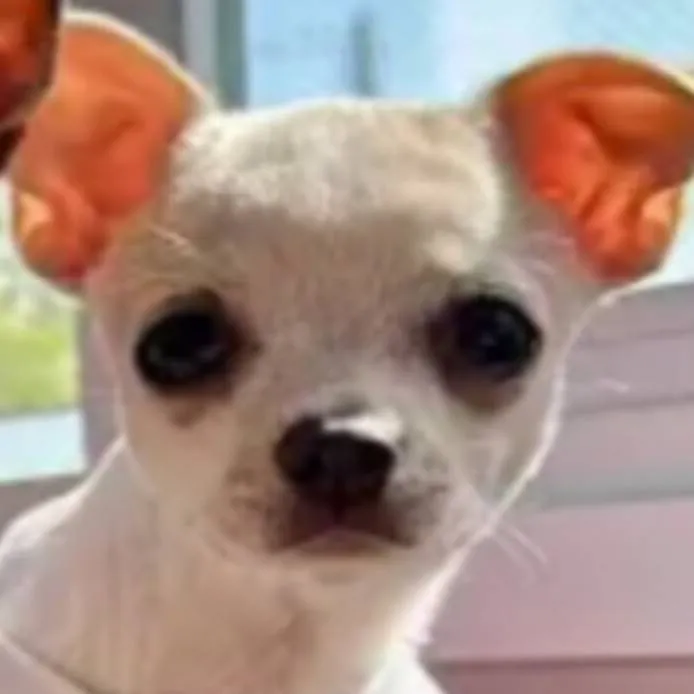 chat with ai character: neve