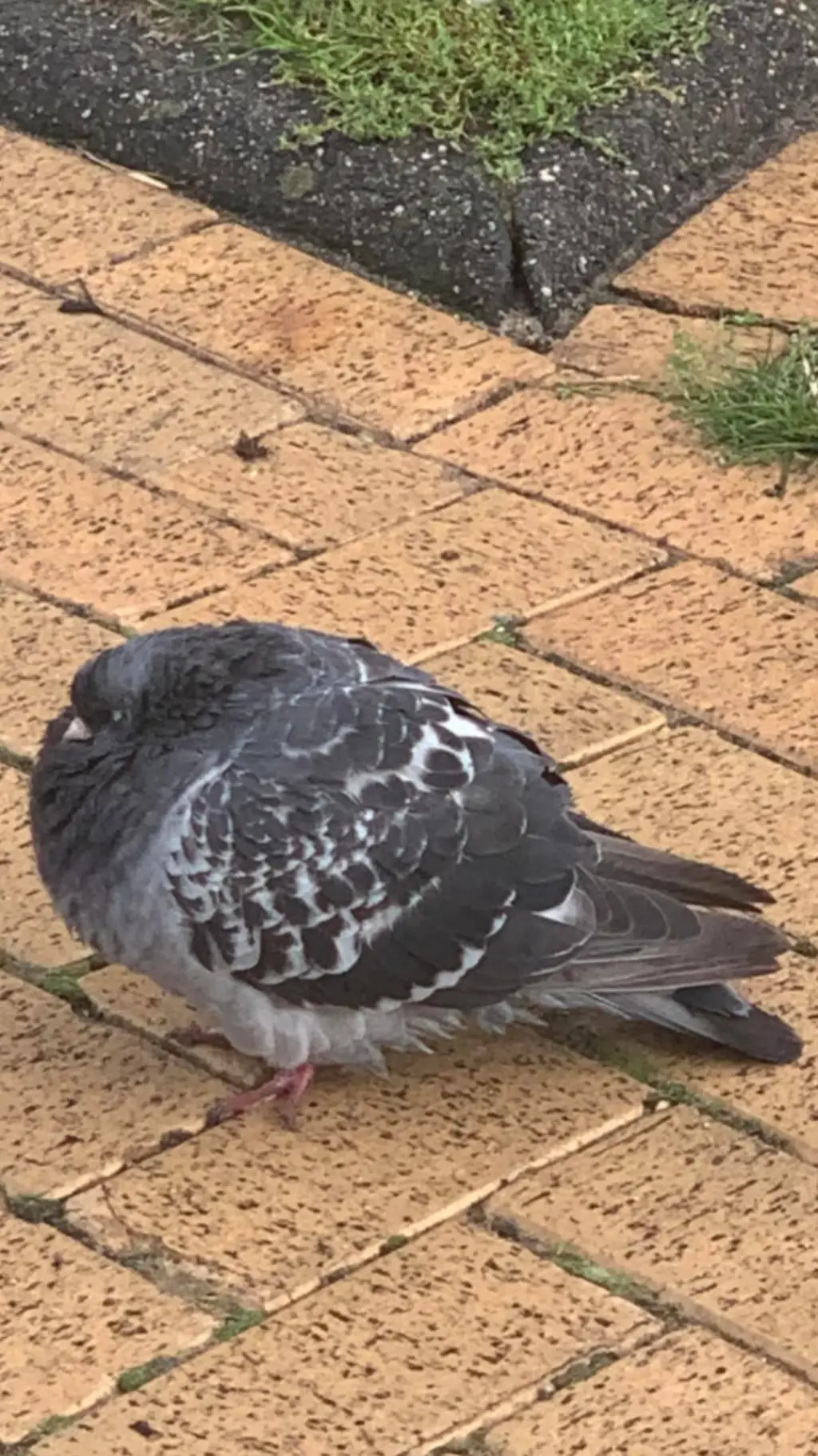 ai character: fat pigeon background