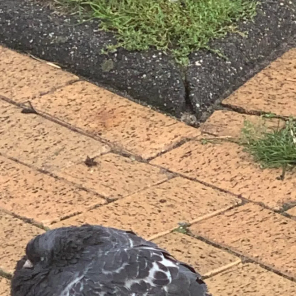 chat with ai character: fat pigeon