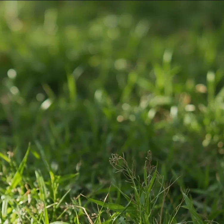 chat with ai character: grass