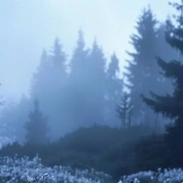 chat with ai character: Hosshiko cullen