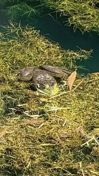 ai character: Chill Bullfrog background