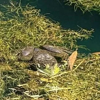 chat with ai character: Chill Bullfrog