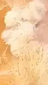 ai character: demonslayXjutsukai background