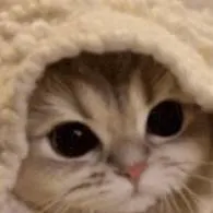 chat with ai character: kitty