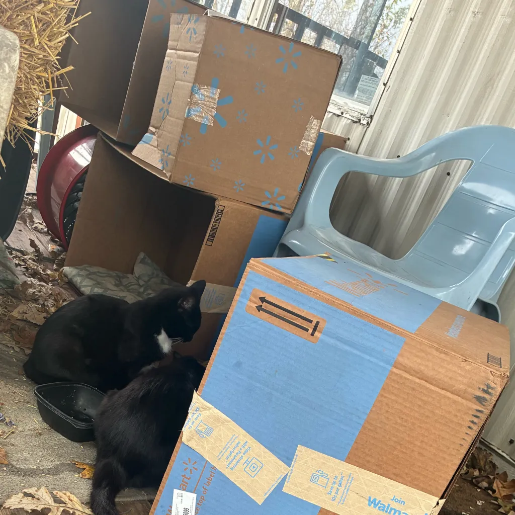 chat with ai character: Boots socks stormi