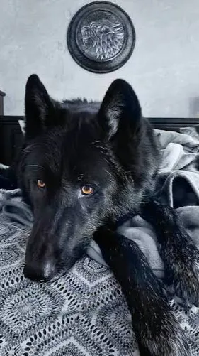 ai character: Dire wolf(shadow) background