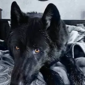 chat with ai character: Dire wolf(shadow)