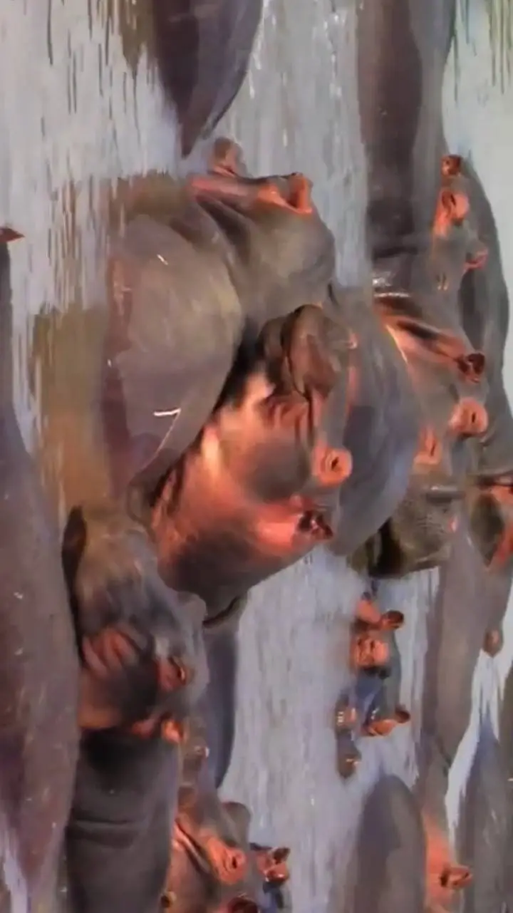 ai character: Hippopotamus Pod background