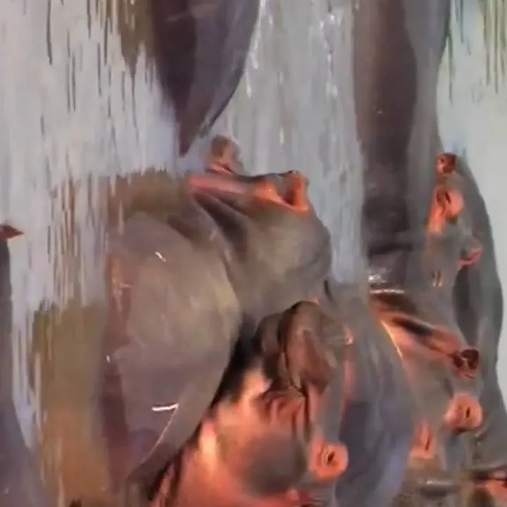 chat with ai character: Hippopotamus Pod