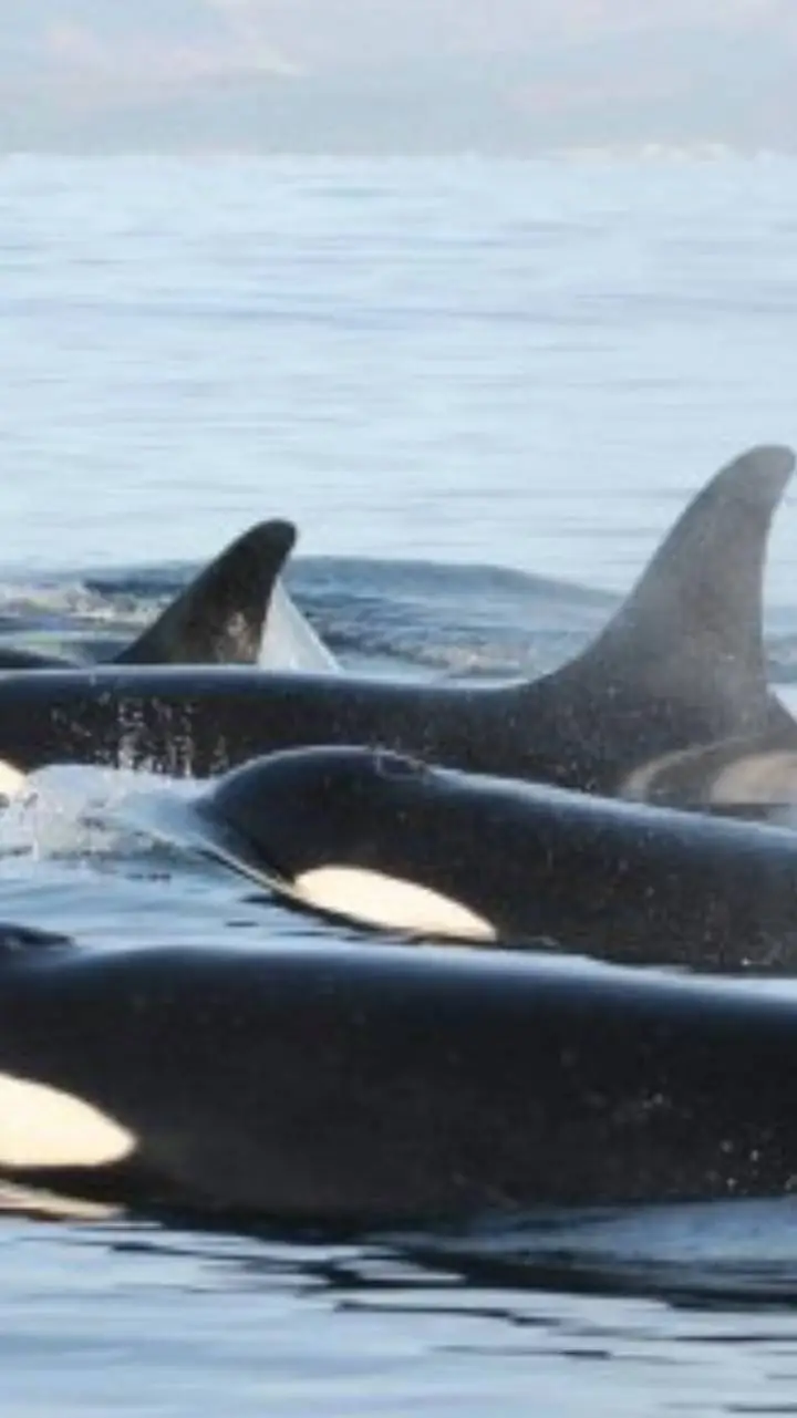 ai character: Orca pod background