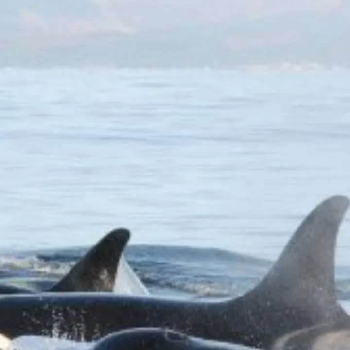 chat with ai character: Orca pod