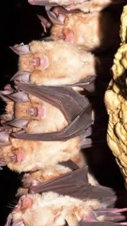 ai character: Vampire bat colony background