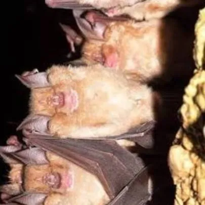 chat with ai character: Vampire bat colony