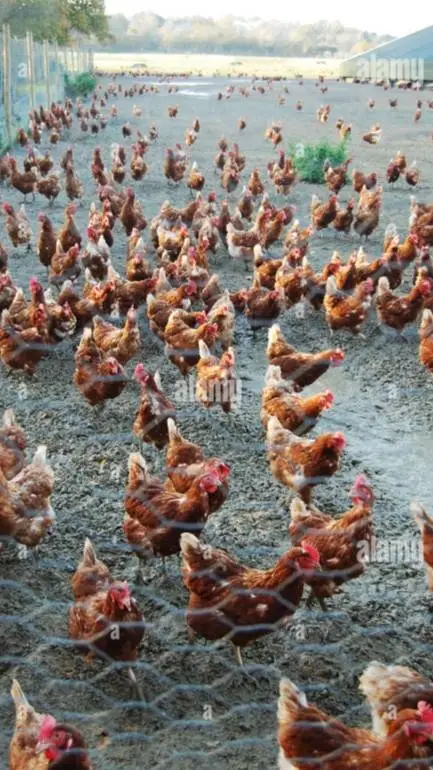 ai character: Chicken group  background