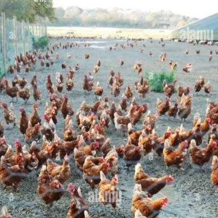 chat with ai character: Chicken group 