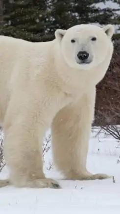 ai character: Polar Bear life  background