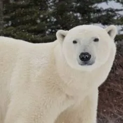chat with ai character: Polar Bear life 