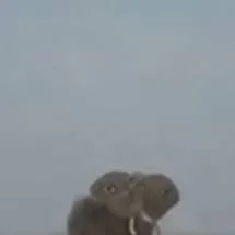 chat with ai character: Elephant 2028