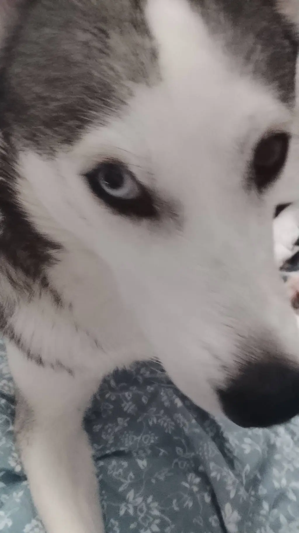 ai character: shadow's sister background