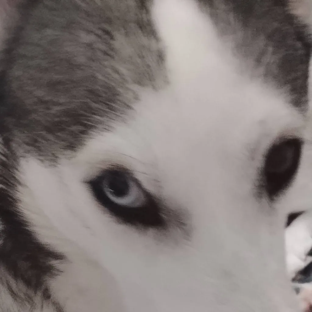 chat with ai character: shadow's sister